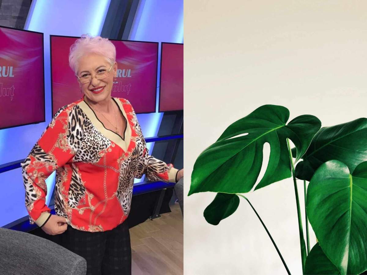 Lidia Fecioru a recomandat spathiphyllum. Lidia Fecioru și o plantă