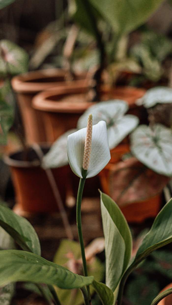 spathiphyllum