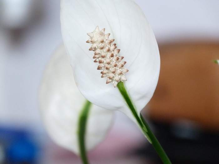 spathiphyllum