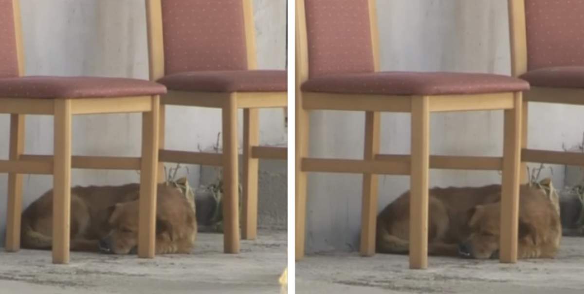 Câinele celor doi soți morți în exploziile de la Crevedia Câinele celor doi soți morți în exploziile de la Crevedia încă îi așteaptă în curte. Cum a fost suprins patrupedul