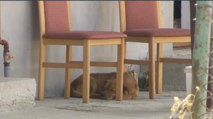 Câinele celor doi soți morți în exploziile de la Crevedia încă îi așteaptă în curte. Cum a fost suprins patrupedul / FOTO