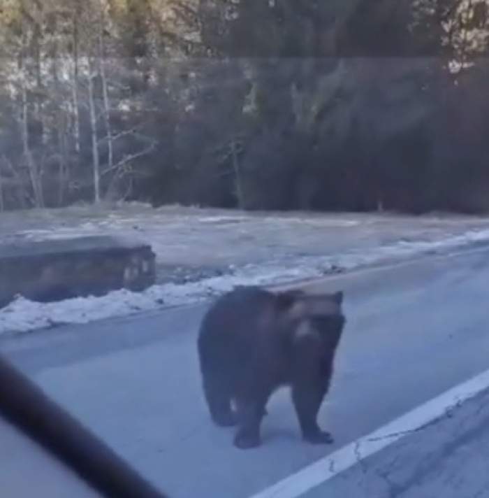 Imaginile senzației pe Transfăgărăşan! Urşii au ieşit la plimbare. Animalele s-au apropiat de mașini / FOTO
