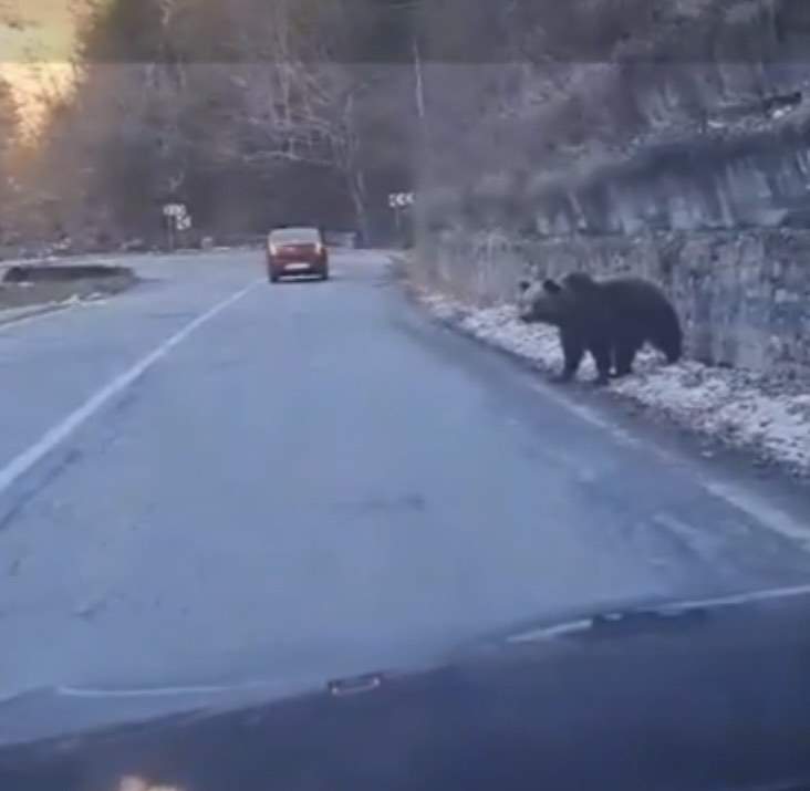 Imaginile senzației pe Transfăgărăşan! Urşii au ieşit la plimbare. Animalele s-au apropiat de mașini / FOTO