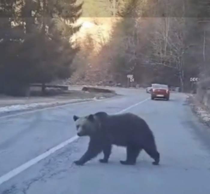 Imaginile senzației pe Transfăgărăşan! Urşii au ieşit la plimbare. Animalele s-au apropiat de mașini / FOTO