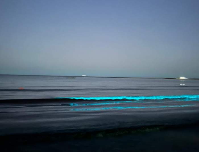 bioluminiscenta