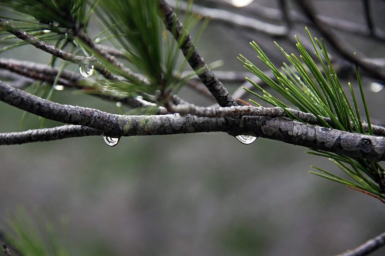 Cum va fi vremea pe 24 noiembrie, când va avea loc primul tur de alegeri. Prognoza meteo pentru ultima săptămână a lunii