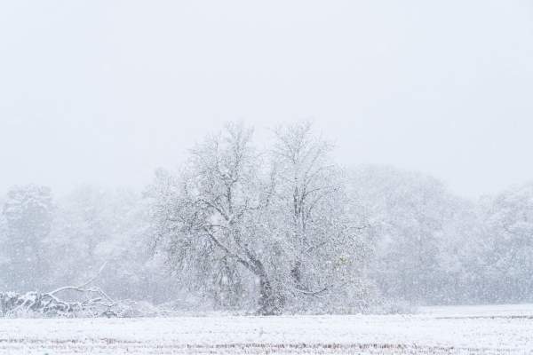 Cod galben de ninsori în 11 județe din România. Unde va ninge în orele următoare / FOTO