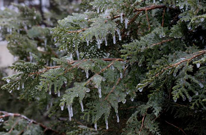 Temperaturile extreme au făcut primele victime în România. Doi bărbați au murit de frig în Harghita