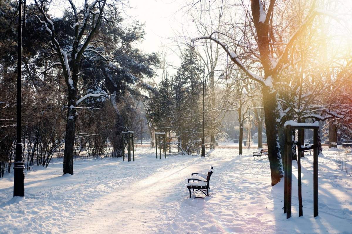 Solstițiu de iarnă în pădure înzăpezită sau parc scenă naturală. Solstițiul hibernal