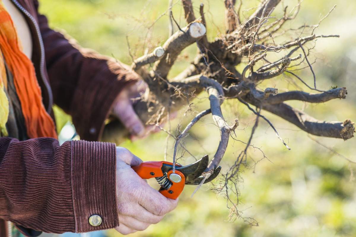 Femeie care plantează un par cu rădăcină goală iarna. Reîmprospătarea vârfului rădăcinii: tăiați părțile deteriorate.