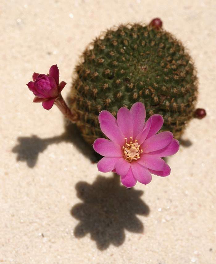 Un cactus cu floare