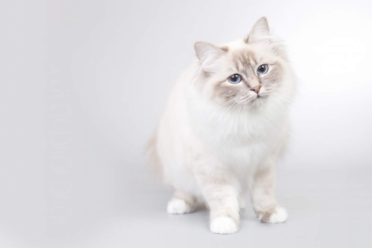 Imagine cu o pisica alba cu ochii albaștri