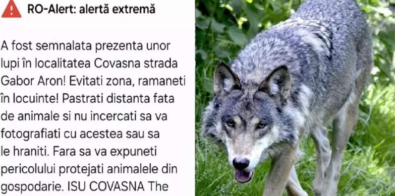 Mesaj RO-ALERT despre lupii din Covasna