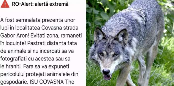 Mesaj RO-ALERT despre lupii din Covasna