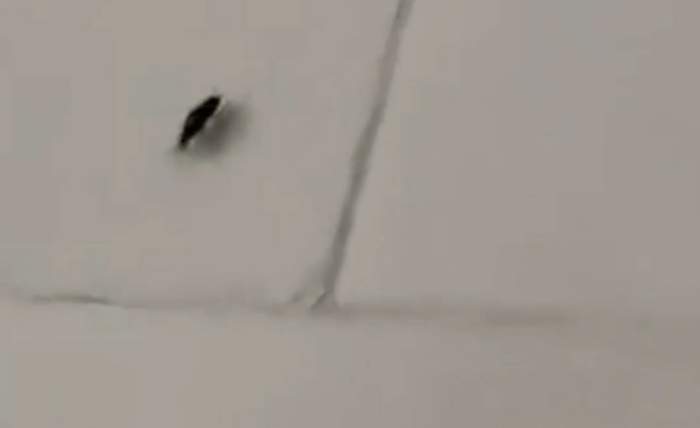 Alertă la spitalul de copii din Botoşani. Gândaci, surprinși în saloanele celor mici / FOTO