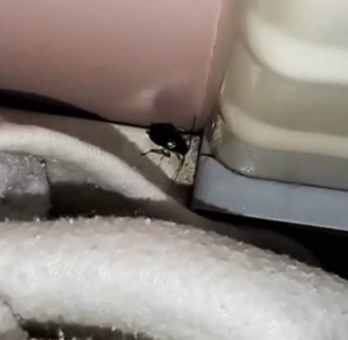 Alertă la spitalul de copii din Botoşani. Gândaci, surprinși în saloanele celor mici / FOTO