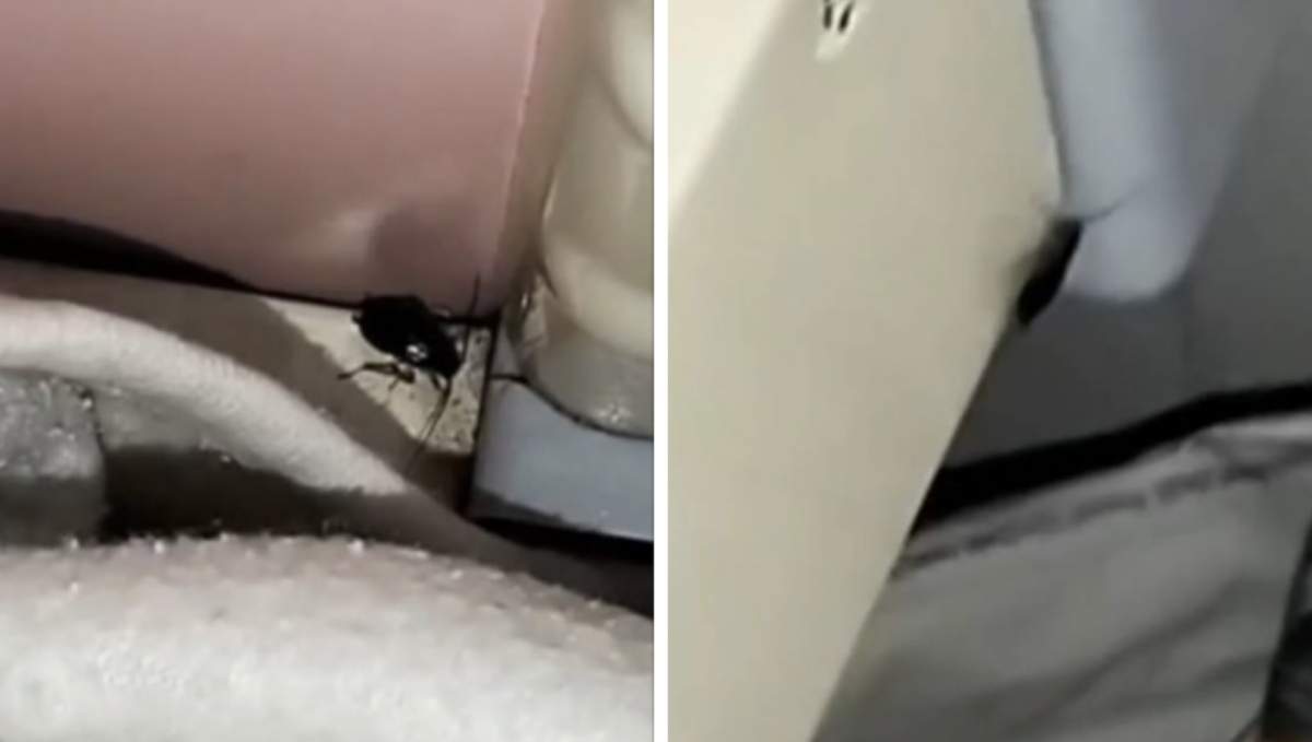 Gândaci la spital de copii, Botoșani Mai mulți fândaci au fost surprinși în saloanele celor mici