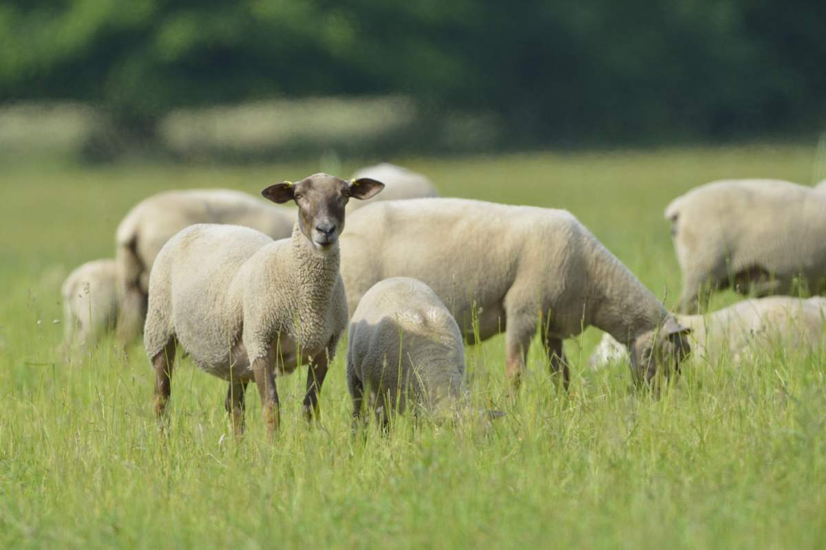 Turmă de oi pe o pășune