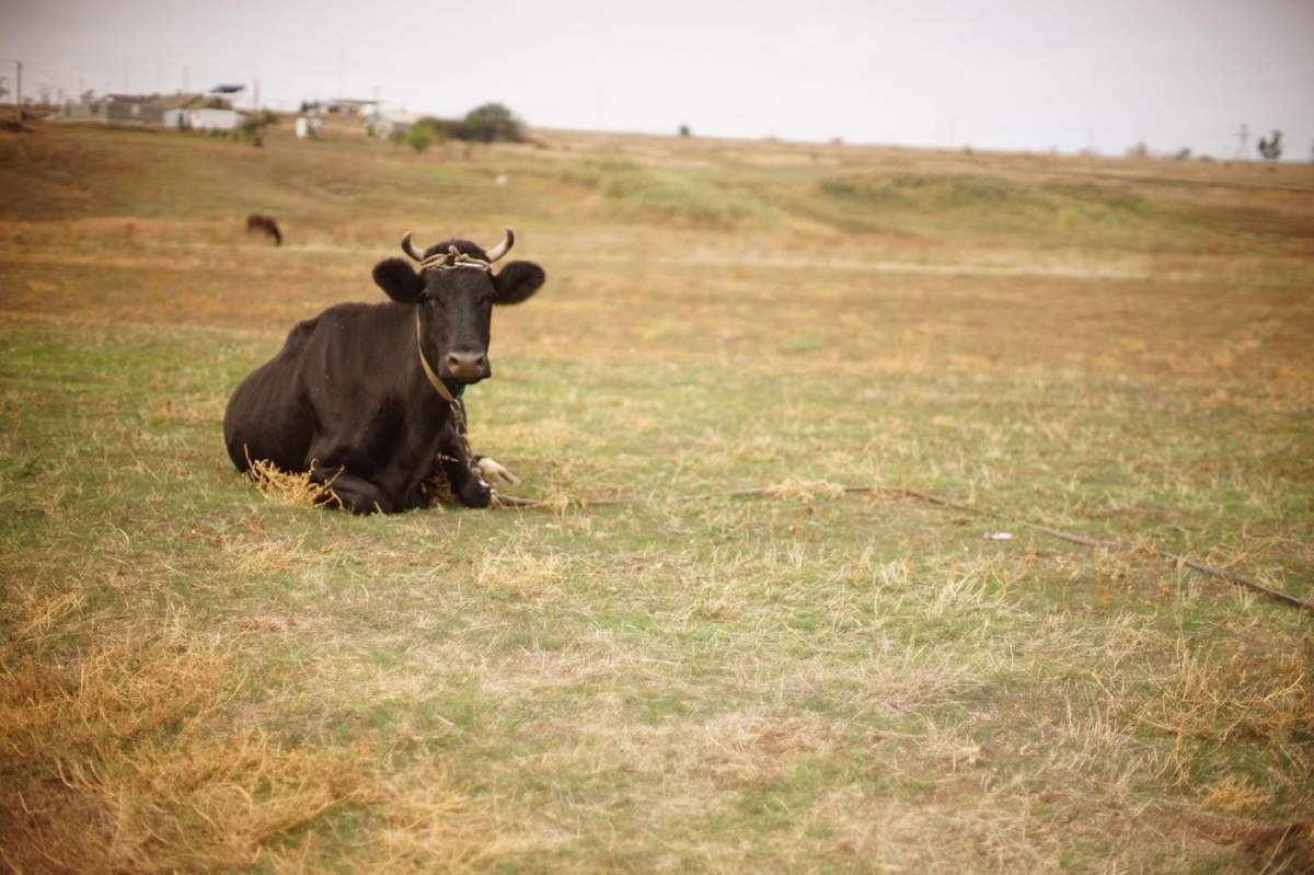 O vacă maro pe câmp