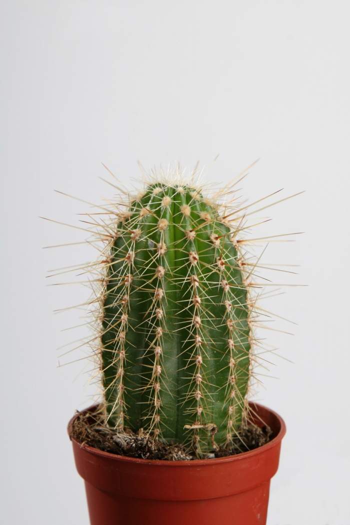 Un cactus în ghiveci