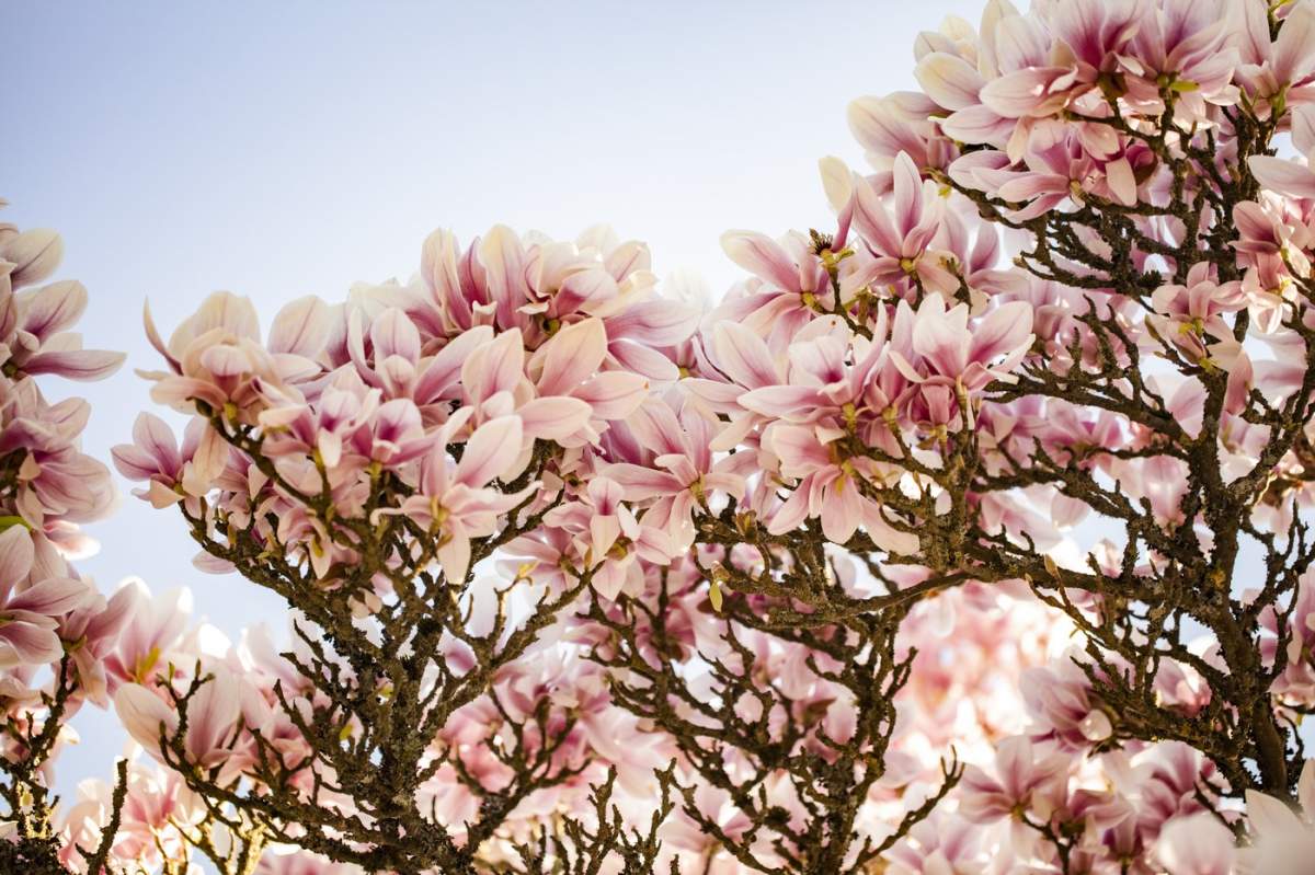 magnolii