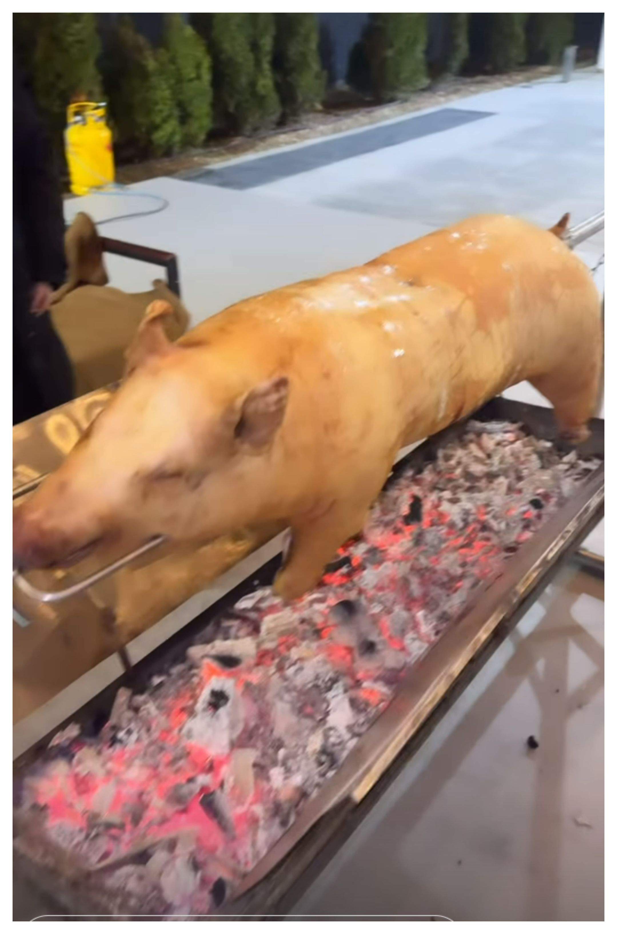 porc