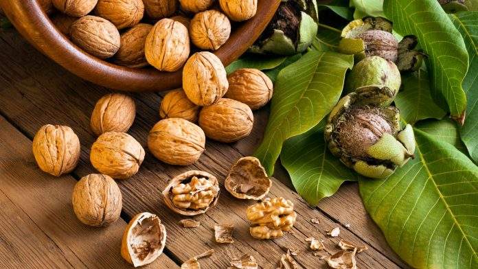 Nucile sunt bogate in vitamine