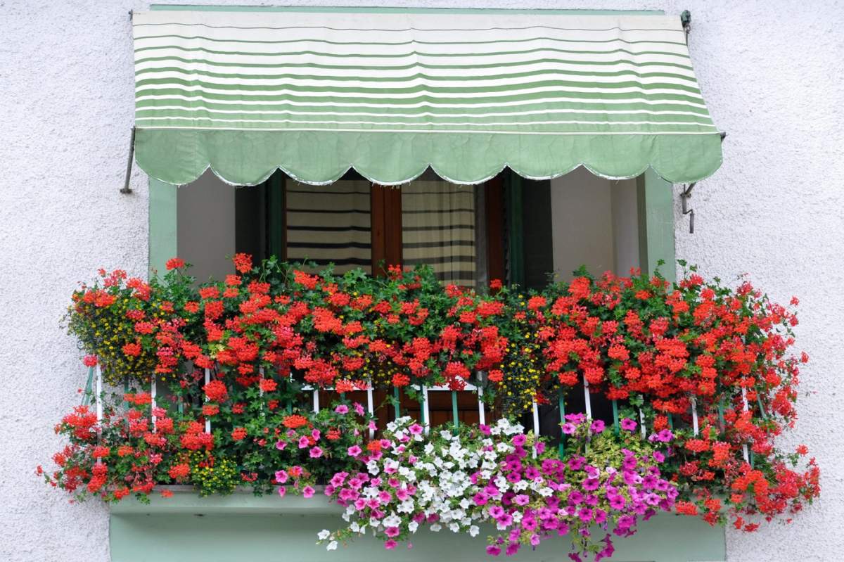 balcon decorat cu flori