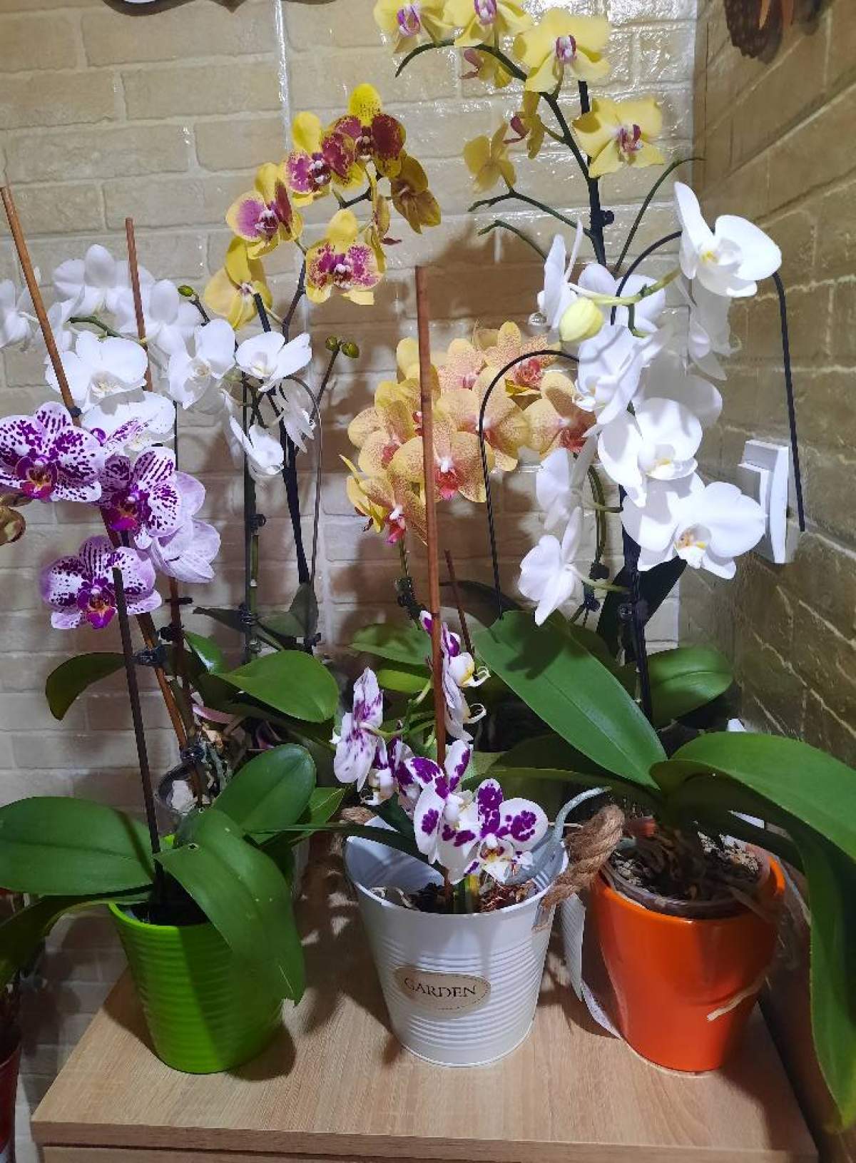 Mai multe flori orhidee în ghiveci
