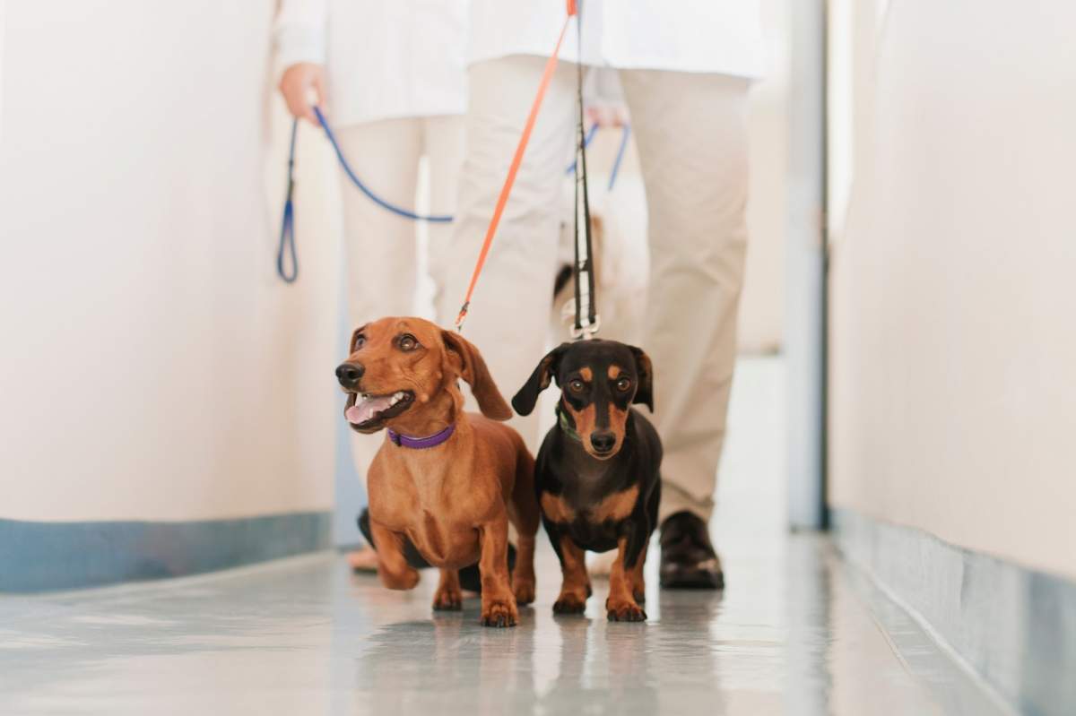 Doi câini pe holul unui spital