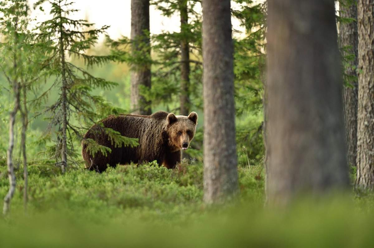 un urs în pădure
