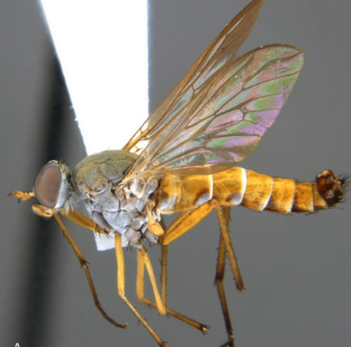 insecta din specia Rinhatiana cracentis