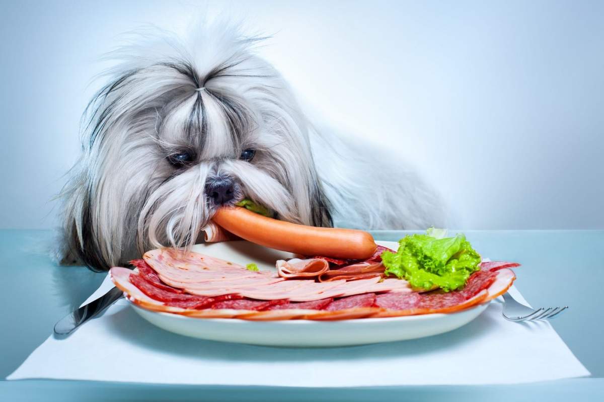 Un câine care stă lângă un platou cu mezeluri
