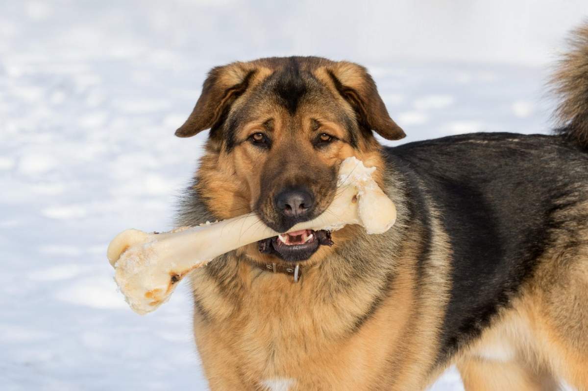 Un câine cu un os în gură