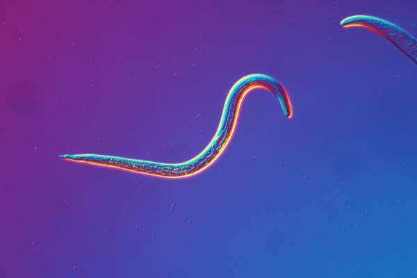 Șocant! Un candidat la președinție spune că un vierme i-a mâncat din creier! Detalii incredibile făcute publice în urmă cu câteva ore