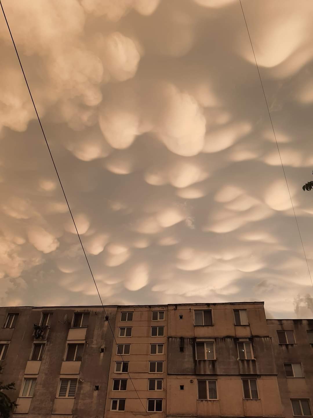 norii mammatus