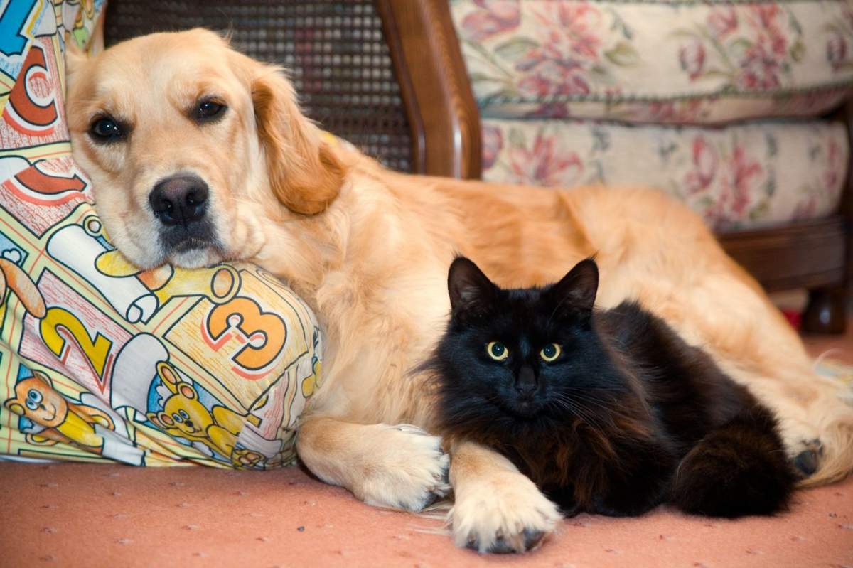 Un câine și o pisică