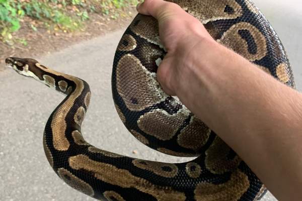 Femeie, strangulată de un piton timp de mai bine de două ore. Șarpele a atacat-o în timp ce spăla vasele