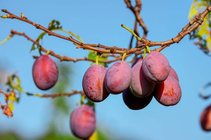 „Fructul de aur” are beneficii miraculoase pentru sănătatea inimii. Este foarte ieftin, dar românii nu îl cunosc