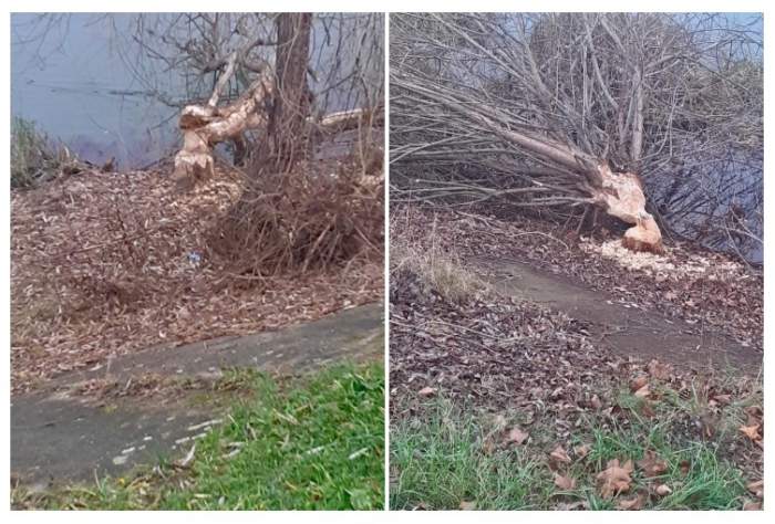 Castorii creează probleme într-un oraș din România. Au distrus peste 20 de arbori din localitate