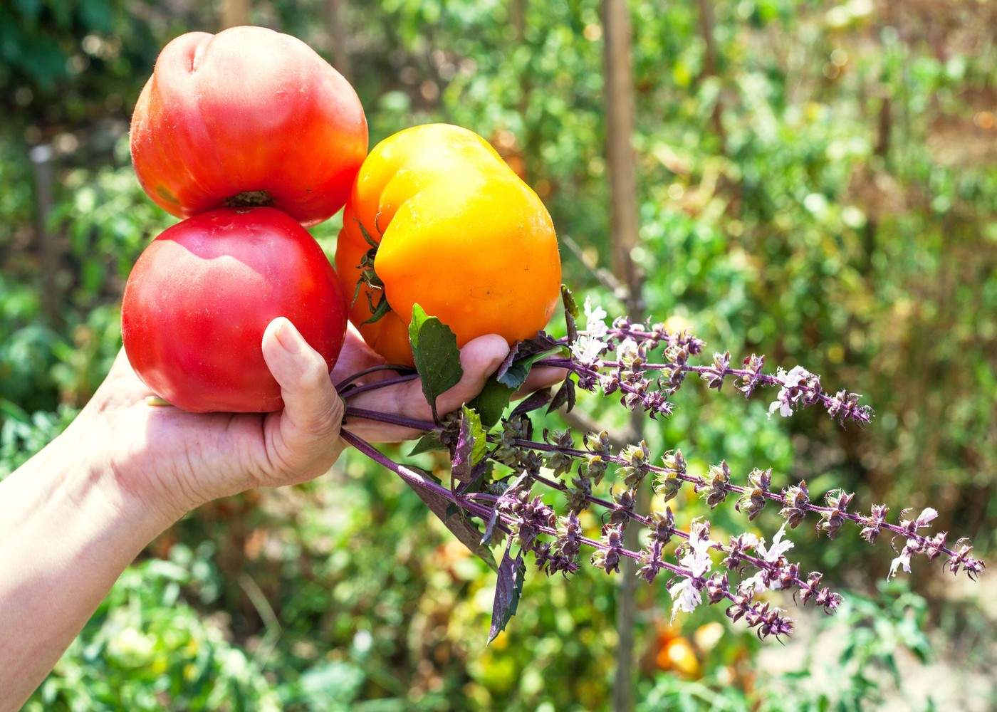 Top 7 cele mai hidratante alimente, potrivit nutriționiștilor. Ce este bine să consumi