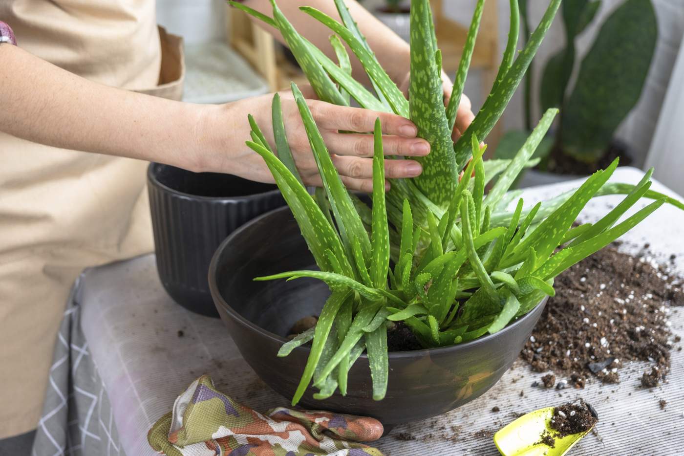 Ce plante este bine să ai în casă. Purifică aerul din locuință