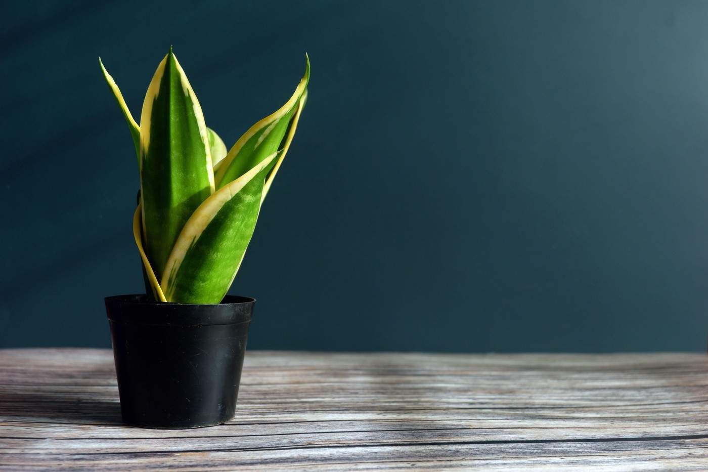 Ce plante este bine să ai în casă. Purifică aerul din locuință