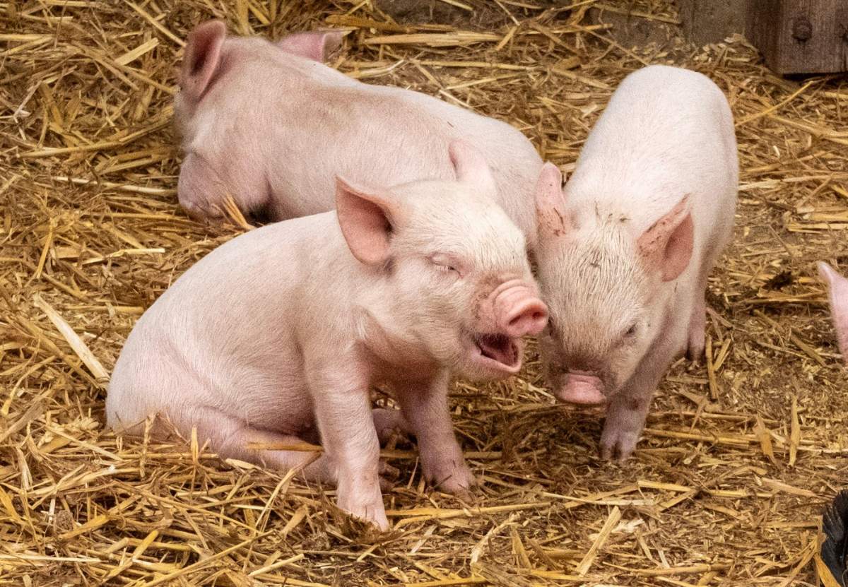 porci