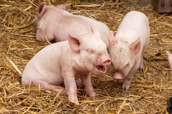 Românii fac deja listele pentru Crăciun! Cât va costa kilogramul de carne de porc în acest an