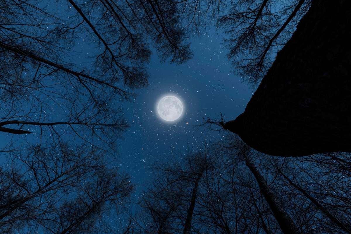 o lună între copaci.