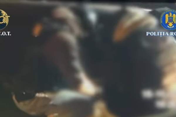 Cine sunt cei doi bărbați bănuiți că pregăteau acțiuni de sabotaj pentru Rusia, în România. Indivizii au fost capturați | VIDEO