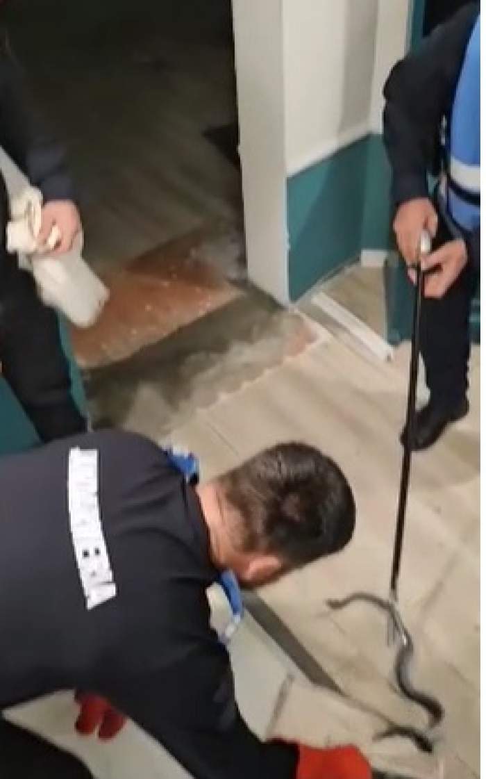 Imagini șocante în centrul Bucureștiului! Un piton a evadat aproape de Catedrala Neamului