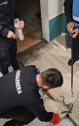 Imagini șocante în centrul Bucureștiului! Un piton a evadat aproape de Catedrala Neamului