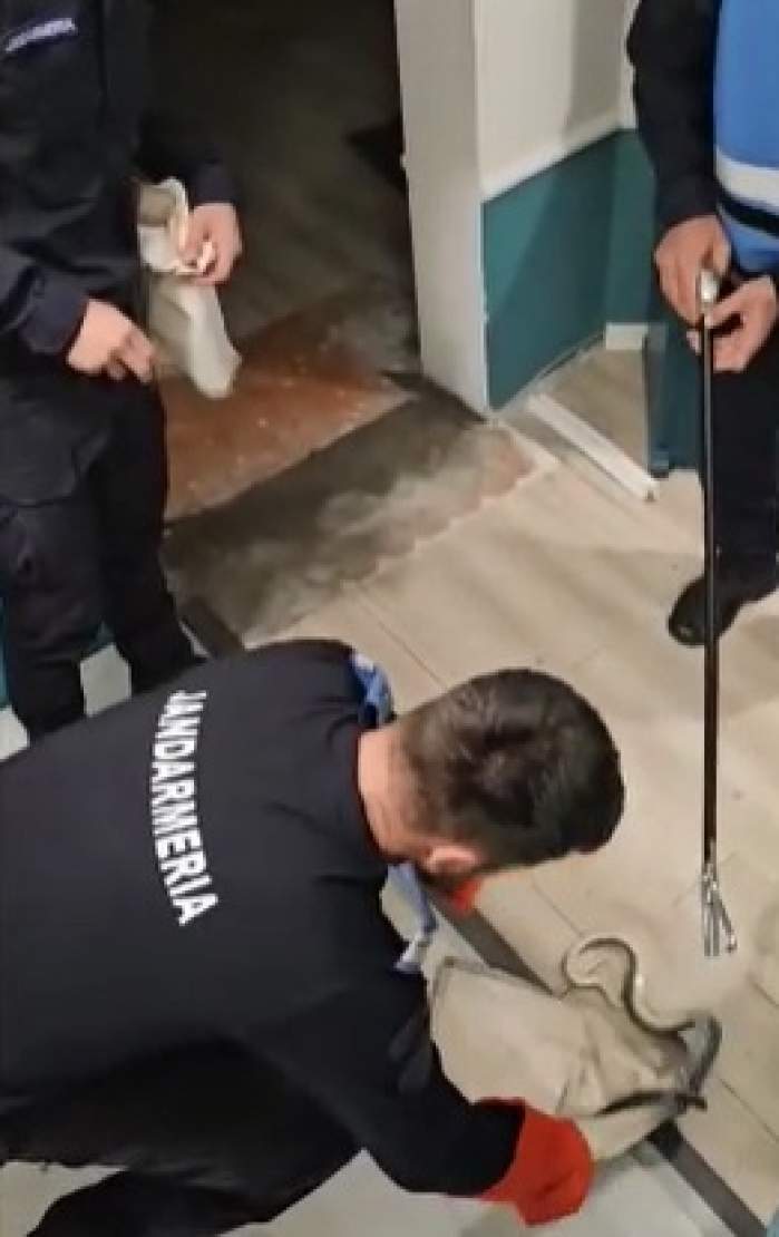 Imagini șocante în centrul Bucureștiului! Un piton a evadat aproape de Catedrala Neamului